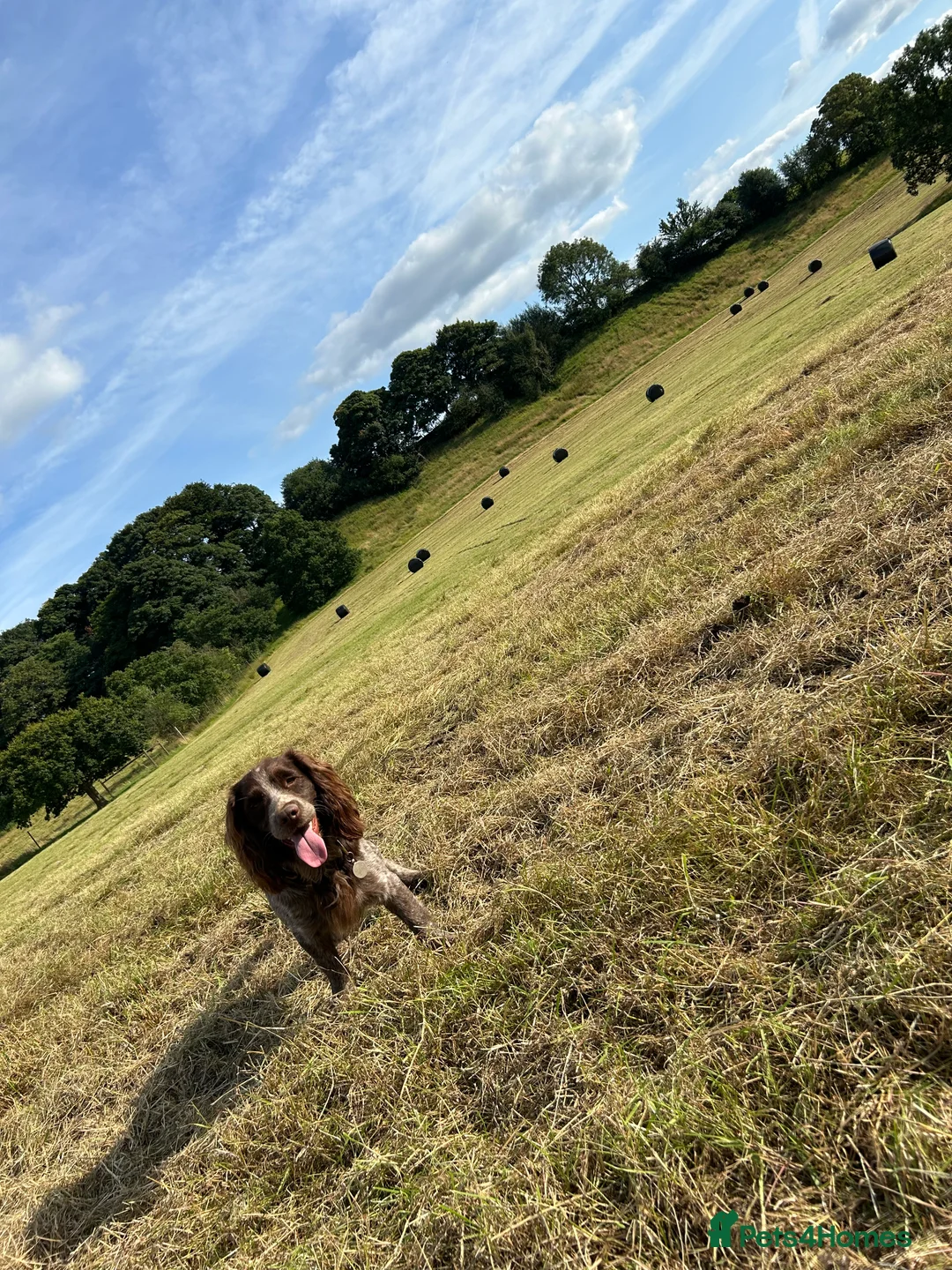 Cocker Spaniel dogs for stud: Working cocker spaniel  - Advert 2