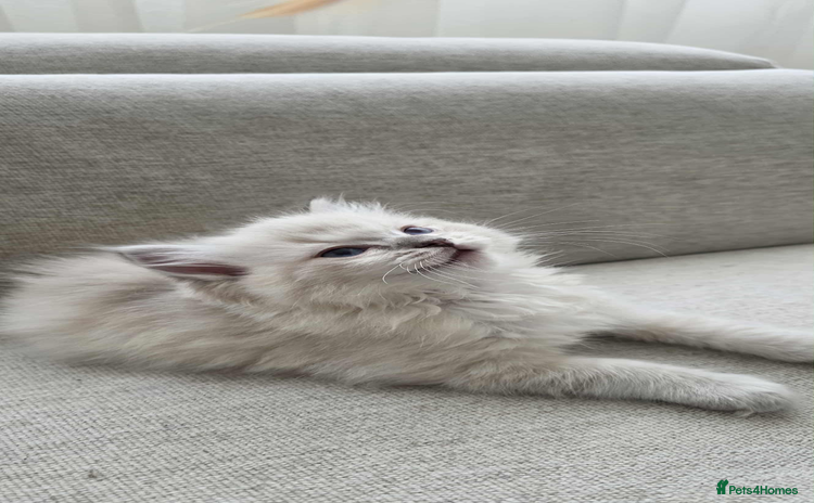 Ragdoll cats - Advert 1