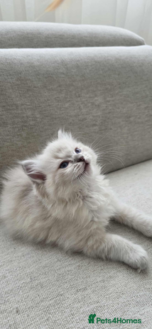 Ragdoll cats - Advert 2