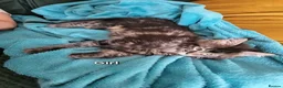 Maine Coon cats for sale: Pure breed maine coon kittens for sale  - Advert 5