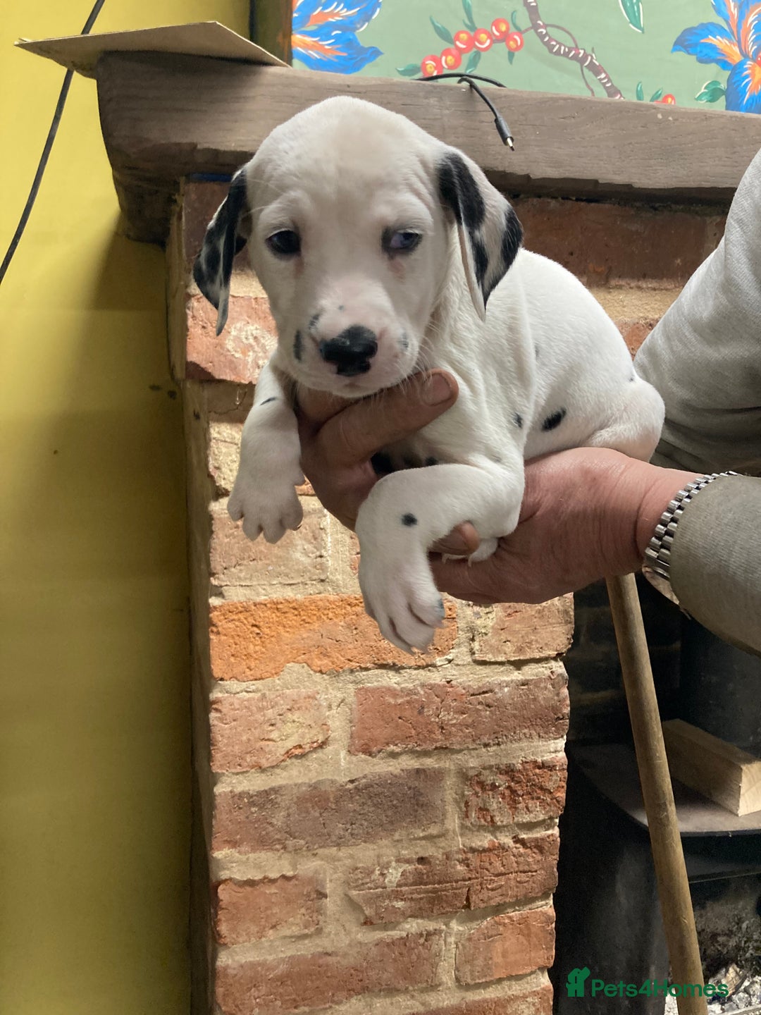 Dalmatian dogs for sale: Dalmation puppies  - Advert 11
