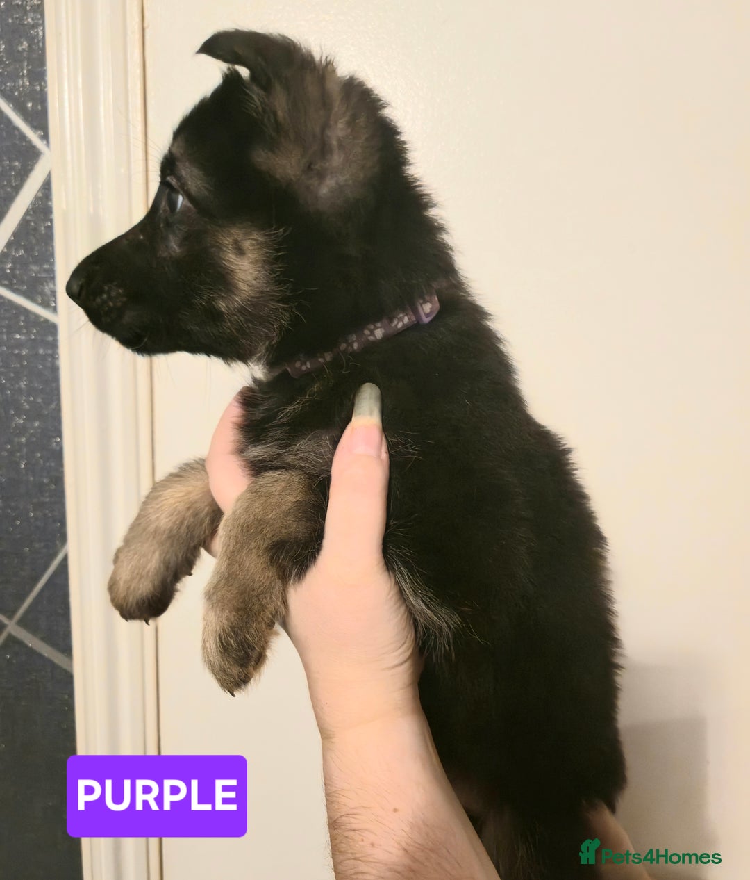 German Shepherd dogs for sale: German Shepherd Puppies - Advert 11