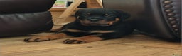 Rottweiler dogs for sale: MASSIVE ROTTWEILER PUPPIES  - Advert 25
