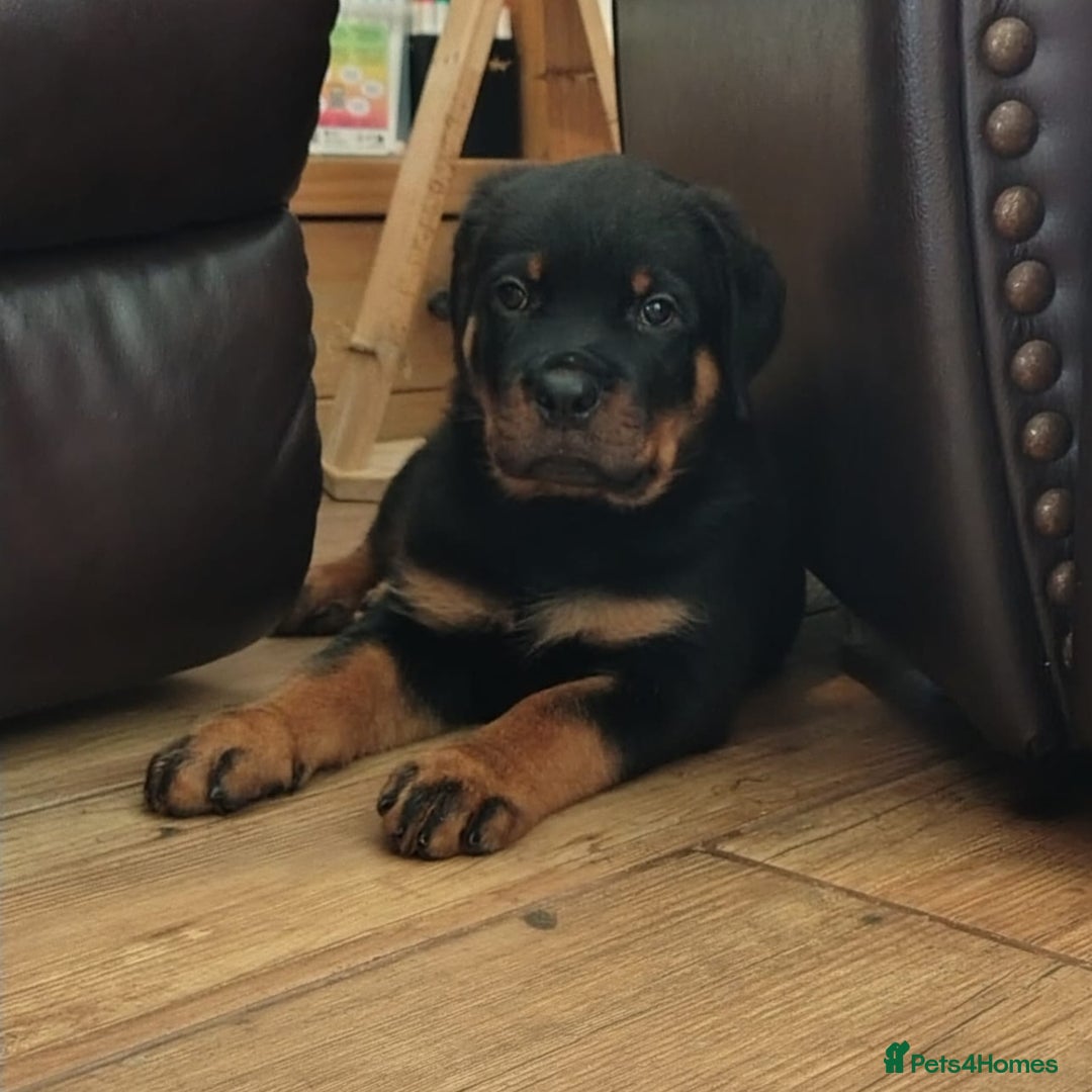 Rottweiler dogs for sale: MASSIVE ROTTWEILER PUPPIES  - Advert 25
