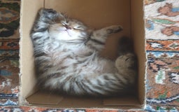 Siberian cats for sale: Pure gorgeous Siberian Kittens, Hypoallergenic - Image 24