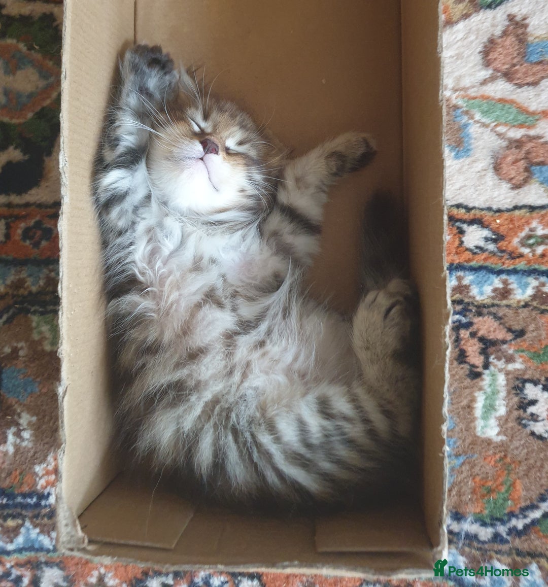 Siberian cats for sale: Pure gorgeous Siberian Kittens, Hypoallergenic - Image 24
