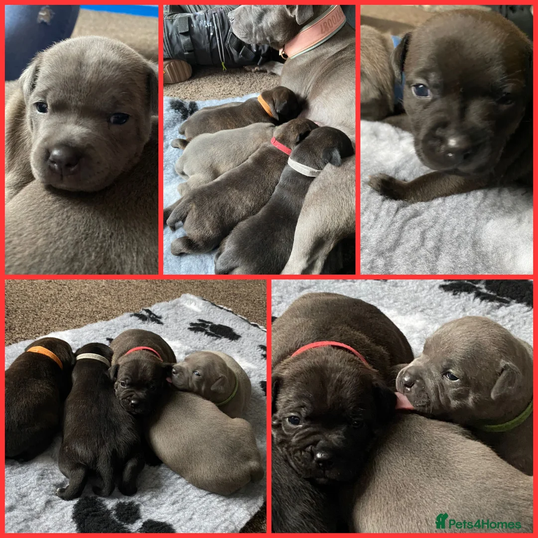 Staffordshire Bull Terrier dogs for stud: Staffordshire Bull Terrier Stud in Wolverhampton - Advert 9