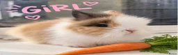 Lionhead rabbits for sale: Gorgeous Double maned lionheads  🐰 in Swadlincote - Advert 1