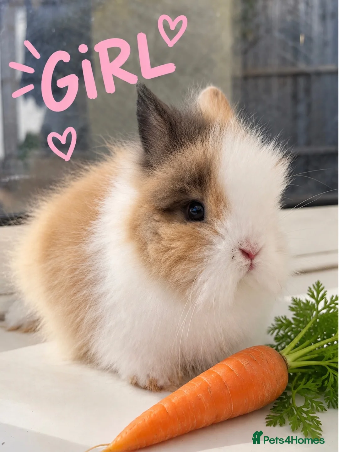 Lionhead rabbits for sale: Gorgeous Double maned lionheads  🐰 in Swadlincote - Advert 1