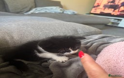 British Shorthair cats for sale: Three female kittens looking for new home  - Image 5