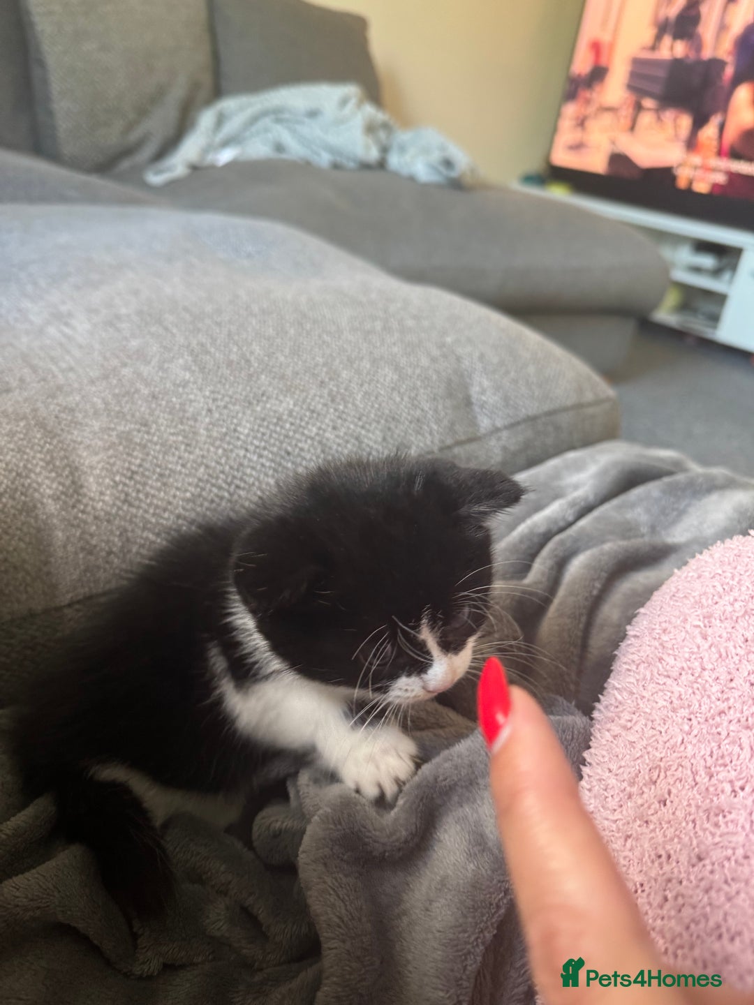 British Shorthair cats for sale: Three female kittens looking for new home  - Image 5