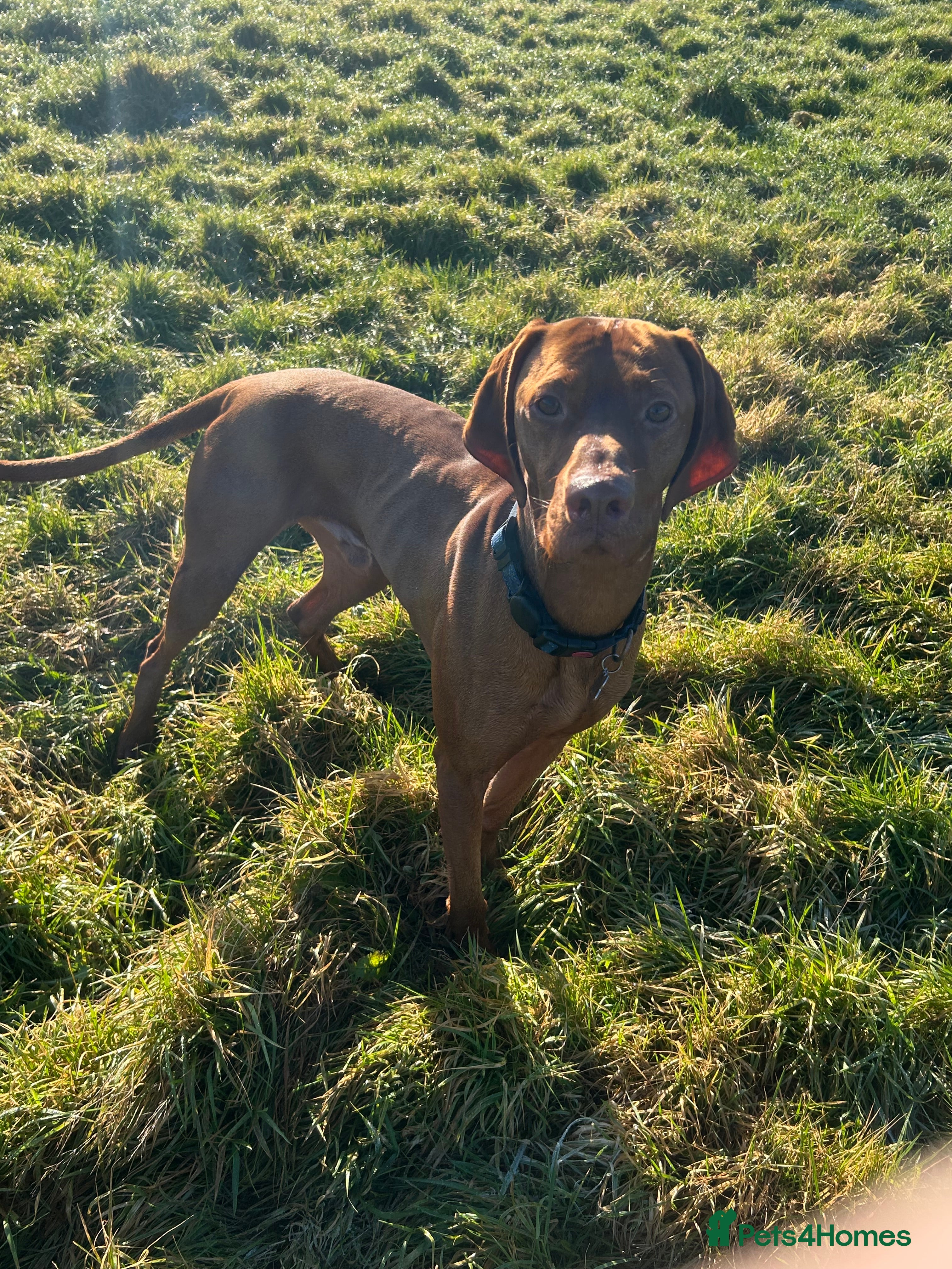 Hungarian Vizsla dogs Danko is Ready to Meet New Girlfriends. - Advert 2