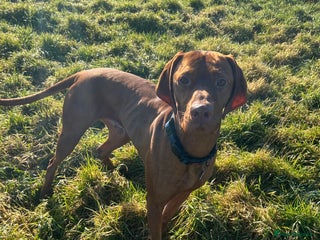 Hungarian Vizsla dogs Danko is Ready to Meet New Girlfriends. - Advert 2