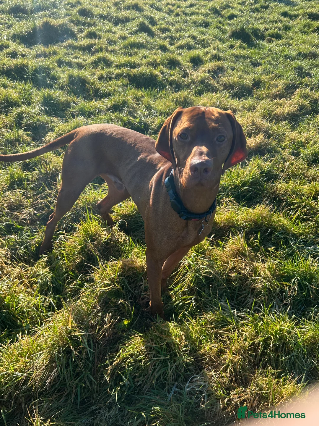 Hungarian Vizsla dogs for stud: Danko is Ready to Meet New Girlfriends. - Advert 2