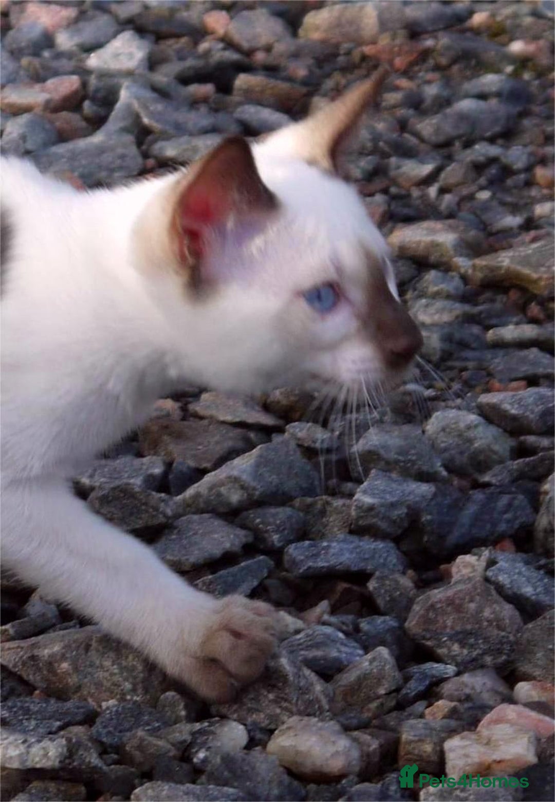 Siamese cats for sale: ADORABLE SIAMESE KITTENS - Advert 15