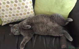 British Shorthair cats for sale: British Short Hair Cross Ragdoll Kitten  - Image 13