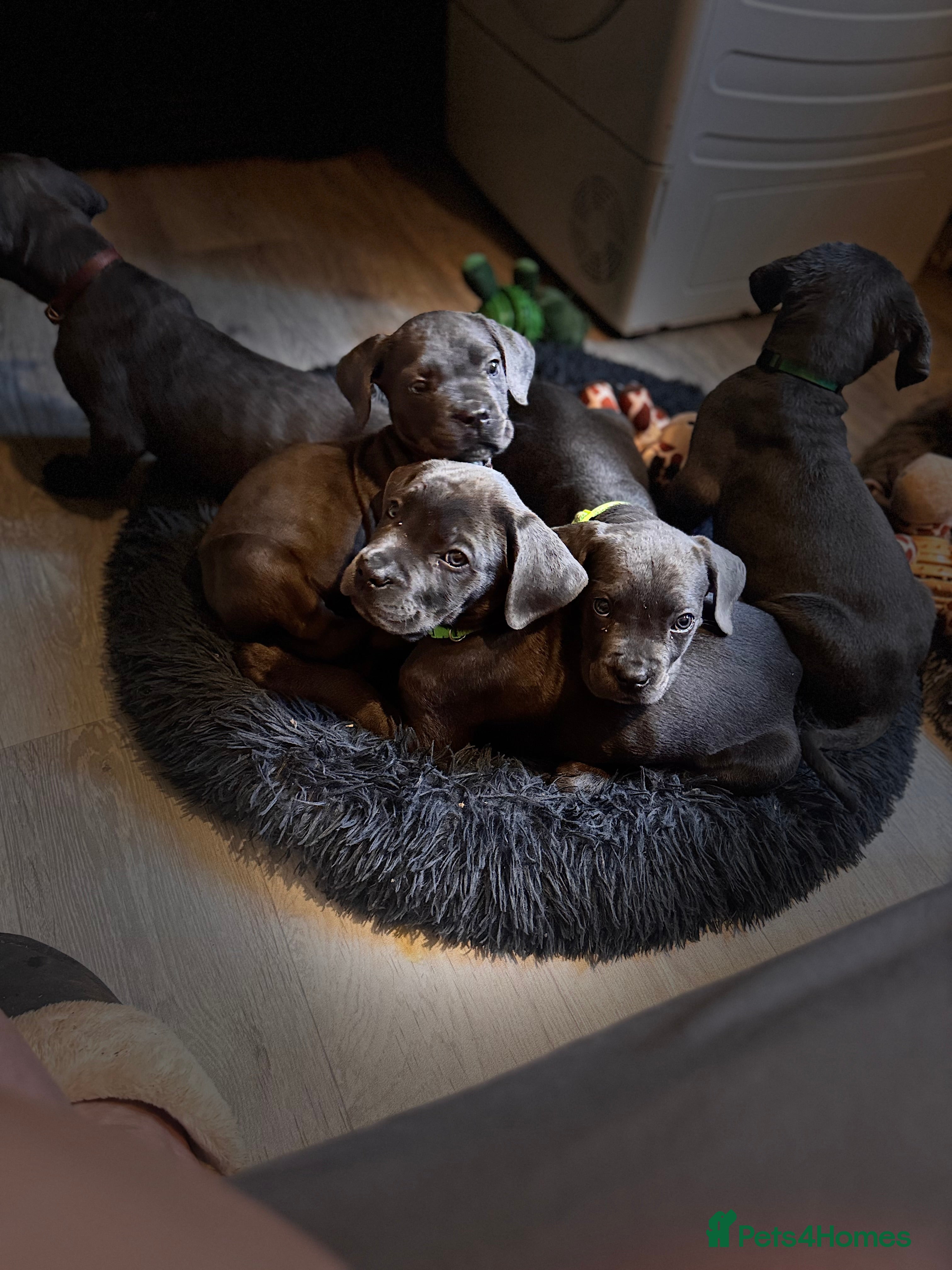 Cane Corso dogs Cane corso puppies  - Advert 1