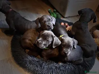 Cane Corso dogs Cane corso puppies - Advert 1