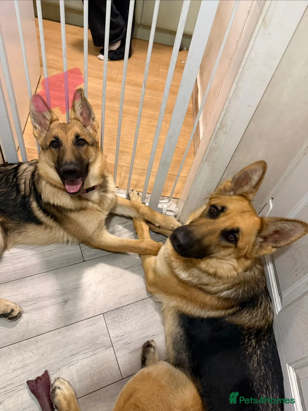German Shepherd dogs for sale: one beautiful german shepherd girl - Advert 2