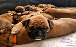 Boxer dogs for sale: Gorgeous Litter of 9 KC Registered Boxer Puppies - Image 2