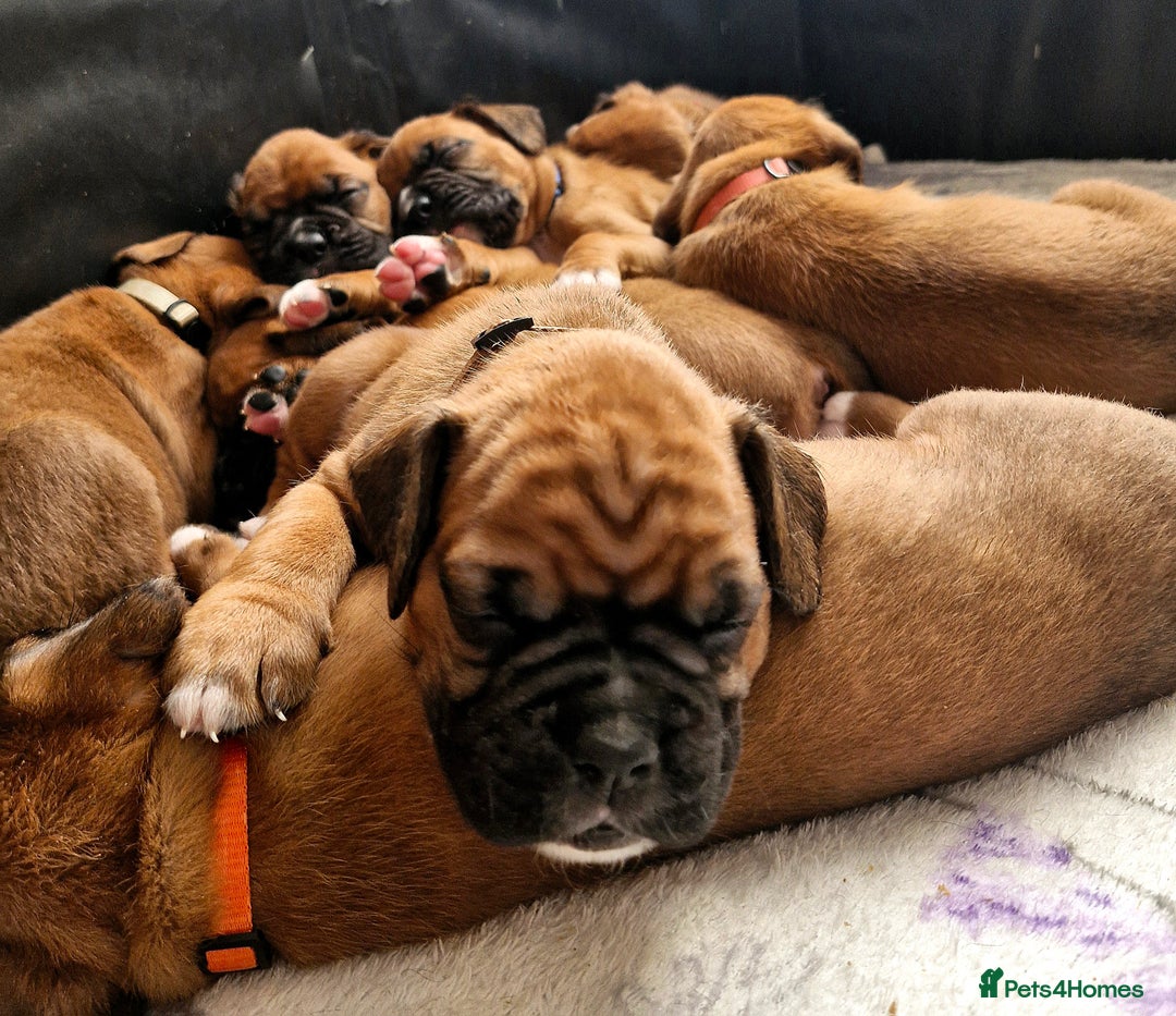 Boxer dogs for sale: Gorgeous Litter of 9 KC Registered Boxer Puppies - Image 2
