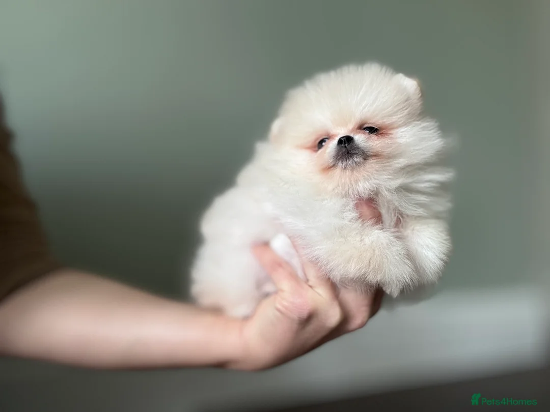 Pomeranian dogs for stud: KC well proven 1,9kg  stud in Surrey !  in Camberley - Advert 7