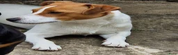 Jack Russell dogs for sale: Dutton is looking for a loving forever home - Advert 2