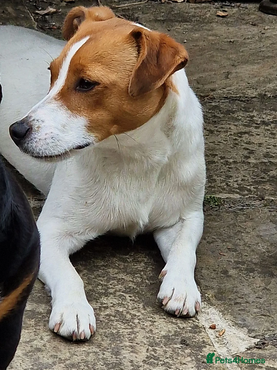 Jack Russell dogs for sale: Dutton is looking for a loving forever home - Advert 2