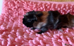 Guinea Pig rodents for sale: Abyssinian Boar Baby, black & tan band & rosettes - Image 2