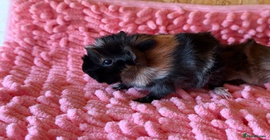 Guinea Pig rodents - Advert 8