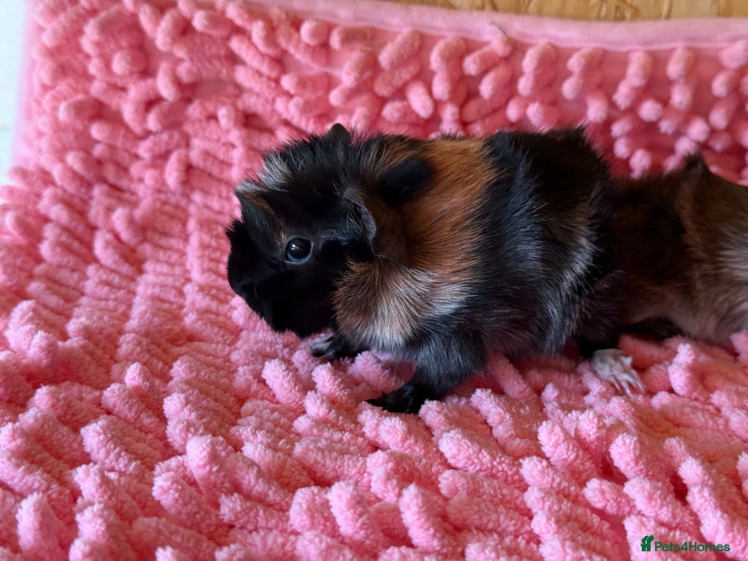 Guinea Pig rodents for sale: Abyssinian Boar Baby, black & tan band & rosettes - Image 2