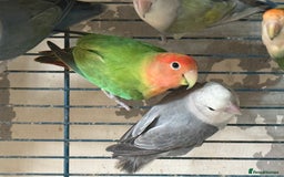 Lovebirds birds for sale: Lovebirds for sale  - Image 4