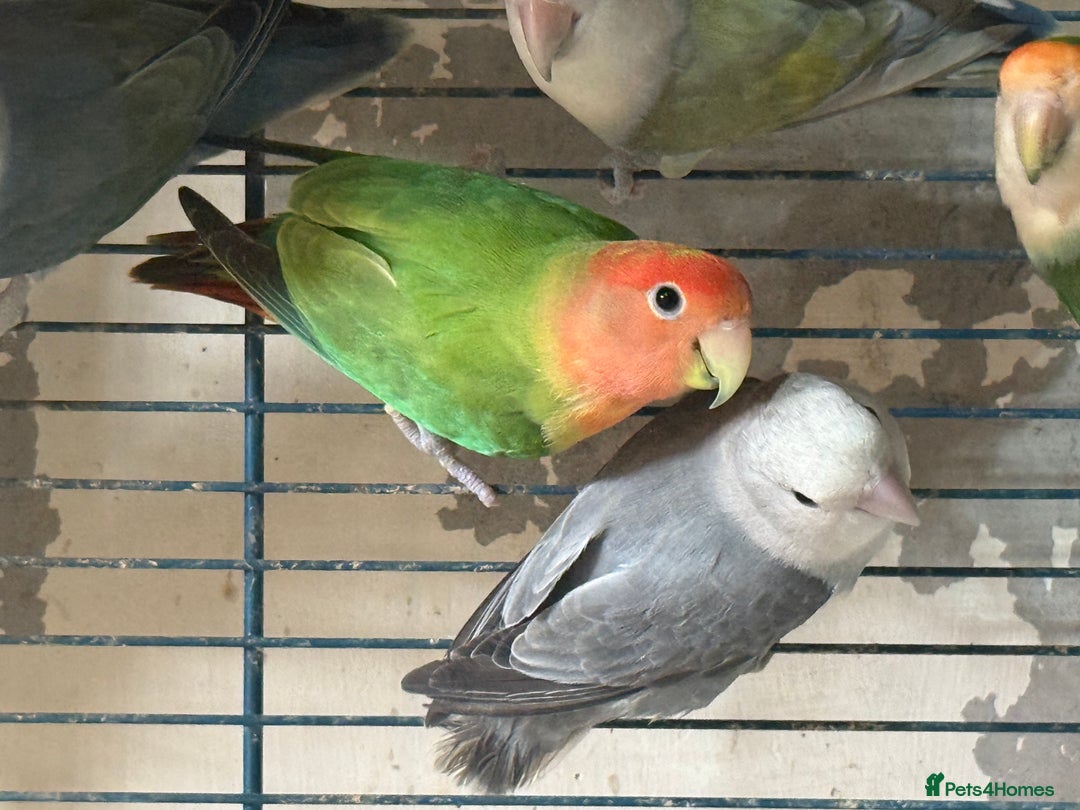 Lovebirds birds for sale: Lovebirds for sale  - Image 4