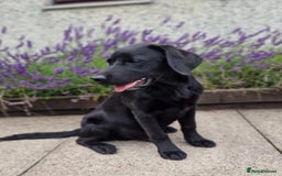 Labrador Retriever dogs for sale: 🐾 Black Labrador Puppy for Sale 🐾 - Image 4
