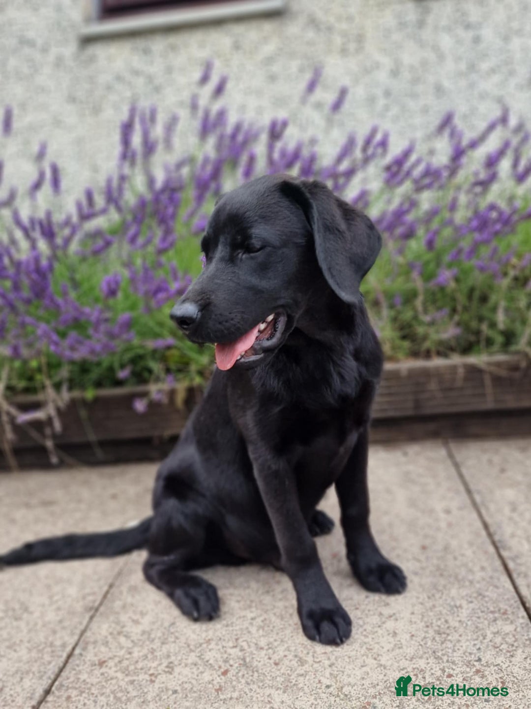 Labrador Retriever dogs for sale: 🐾 Black Labrador Puppy for Sale 🐾 - Image 4