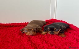 Dachshund dogs for sale: Mini dachshund puppies, PRA clear, health tested - Image 17