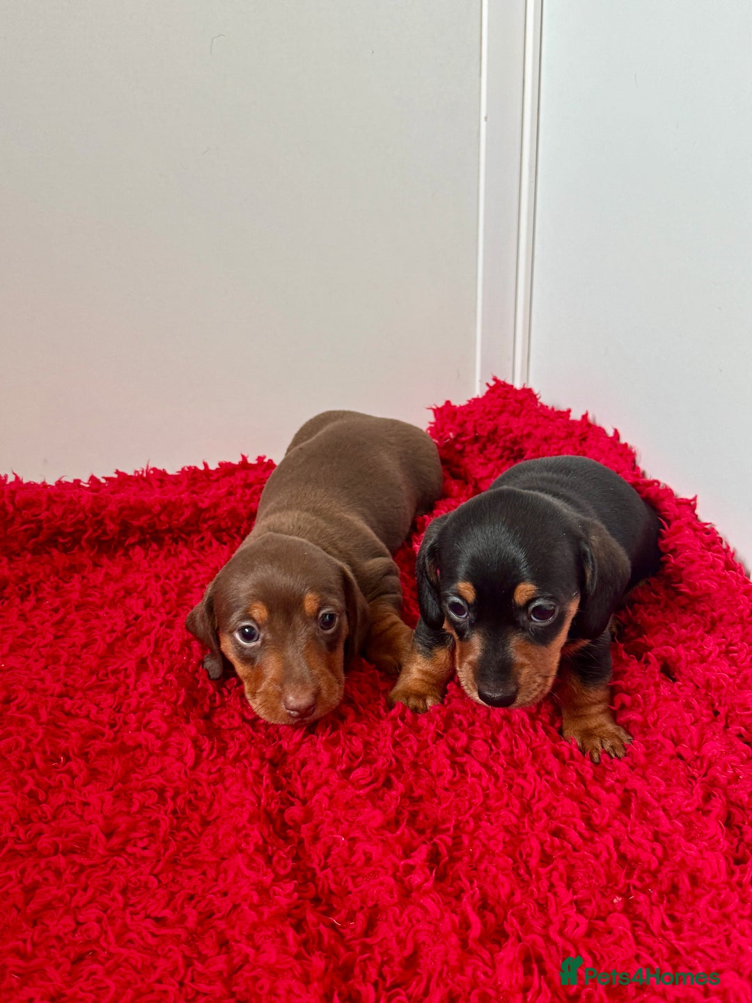 Dachshund dogs for sale: Mini dachshund puppies, PRA clear, health tested - Image 17