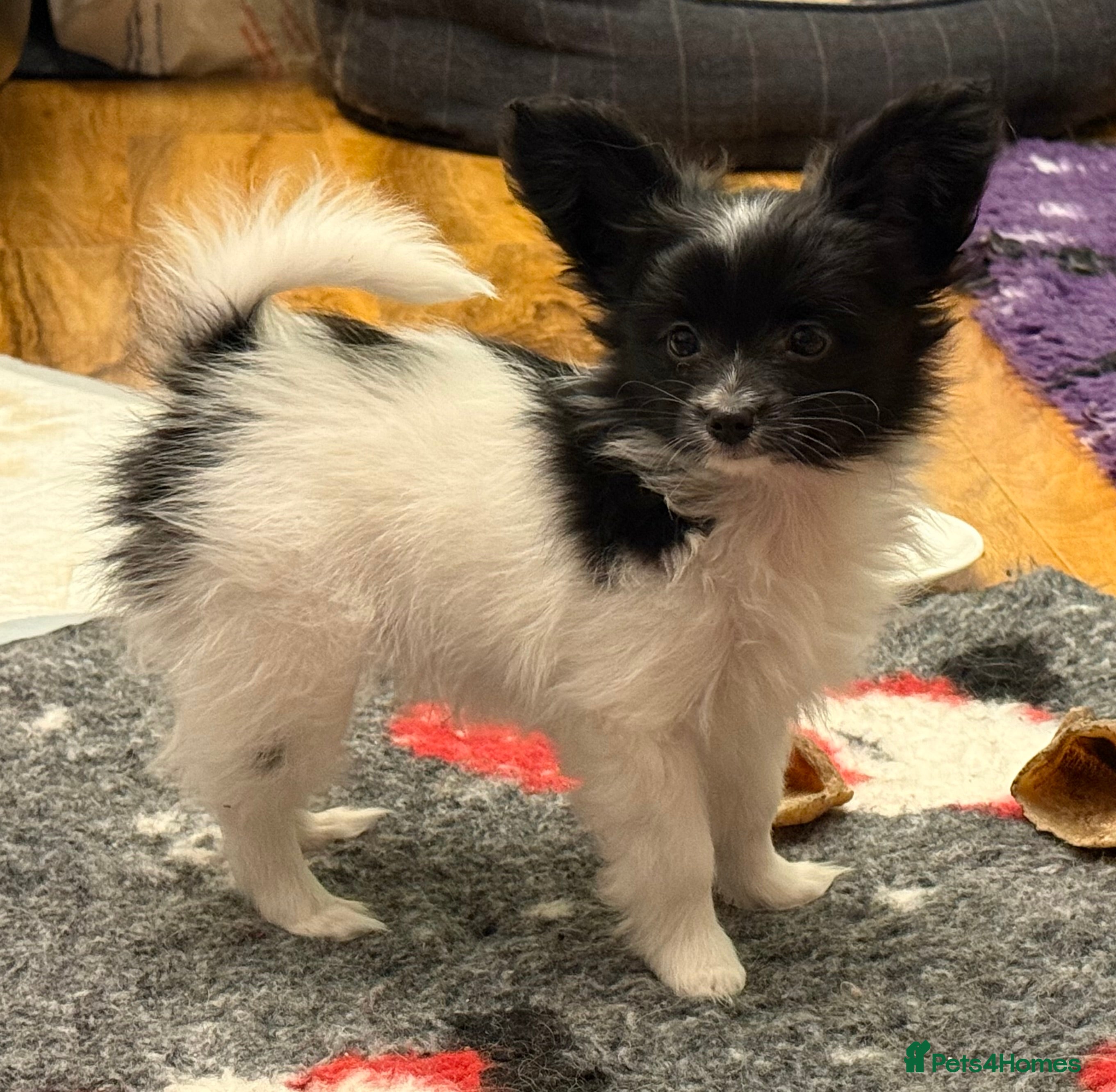Papillon dogs Male puppy for sale  - Advert 1