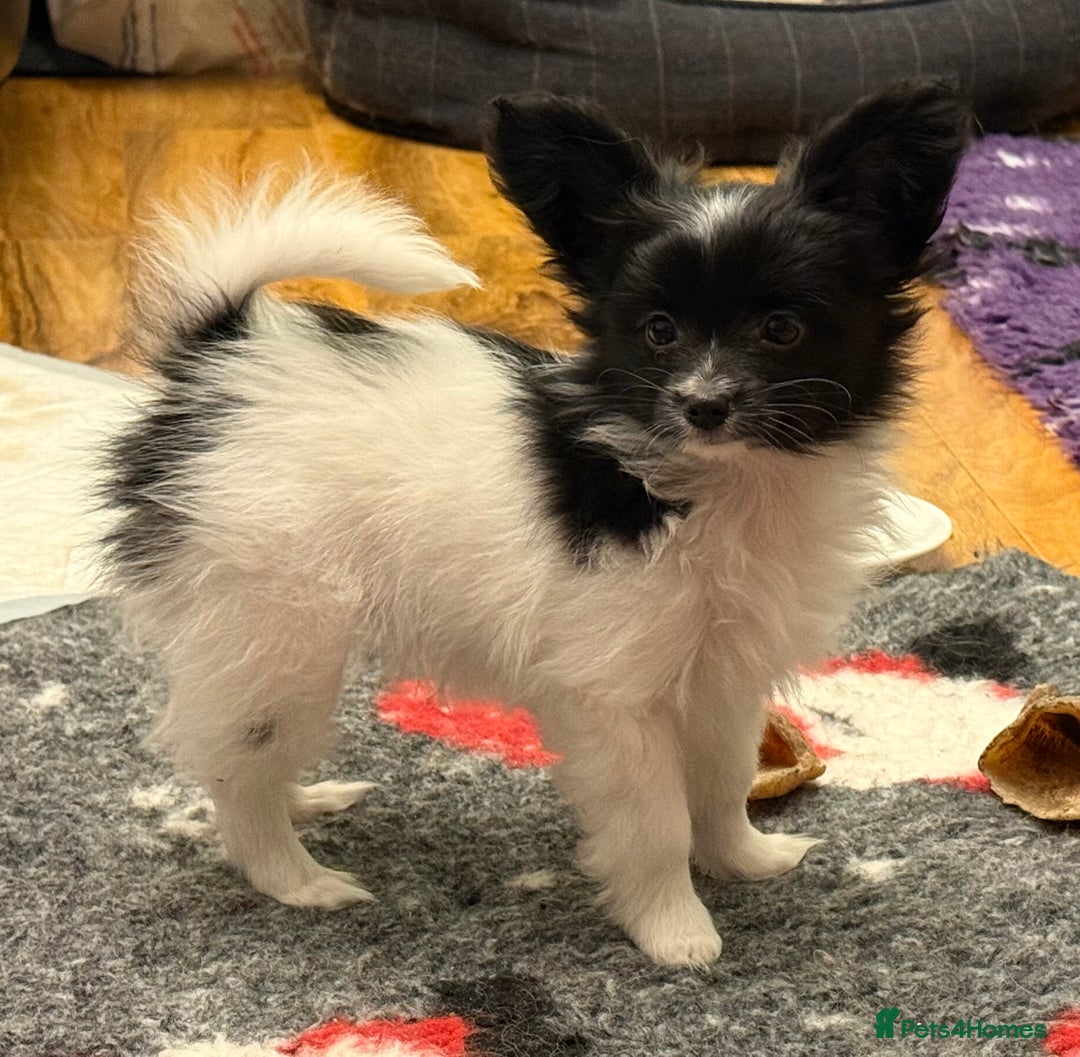 Papillon dogs for sale: Gorgeous litter of Papillon puppies for sale - Advert 3