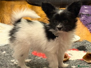 Papillon dogs Male puppy for sale - Advert 4