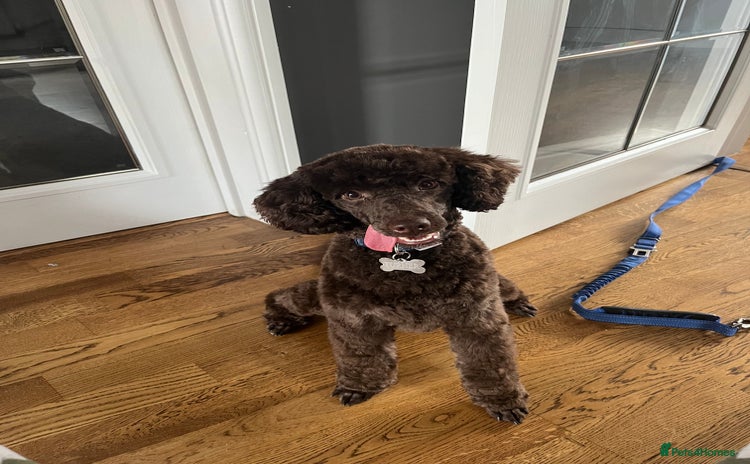 Miniature Poodle dogs - Advert 2