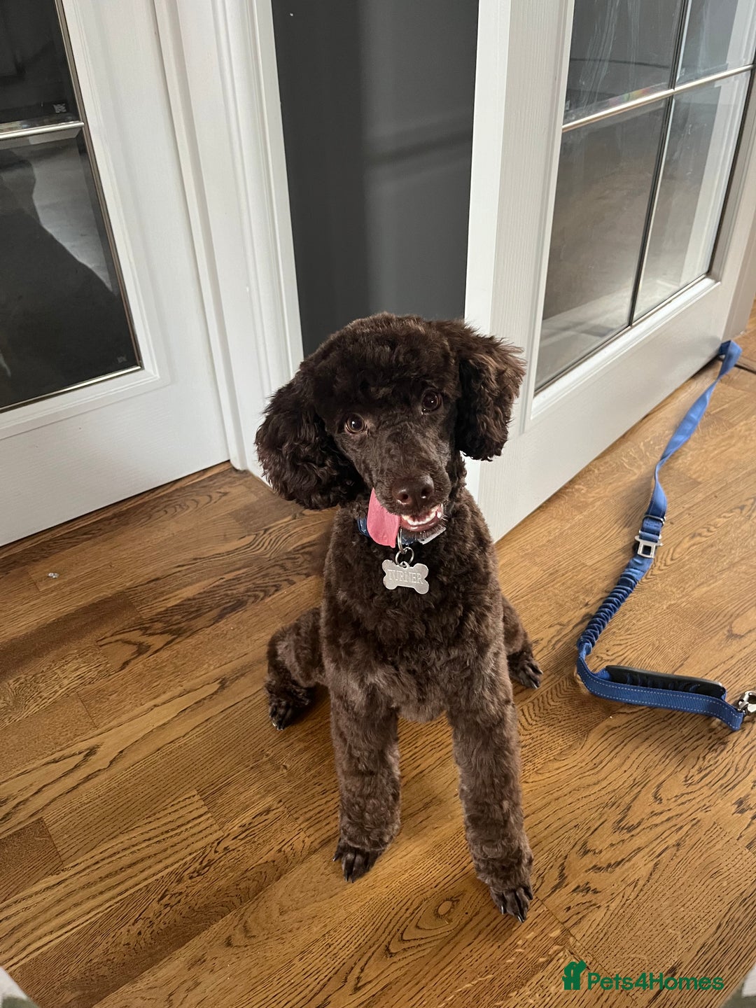 Miniature Poodle dogs for sale: Miniature Poodle (2 Years old) - Image 2
