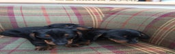 Miniature Dachshund dogs for sale: Black and Tan Miniature Dachshund Puppies 3 Boys - Advert 4