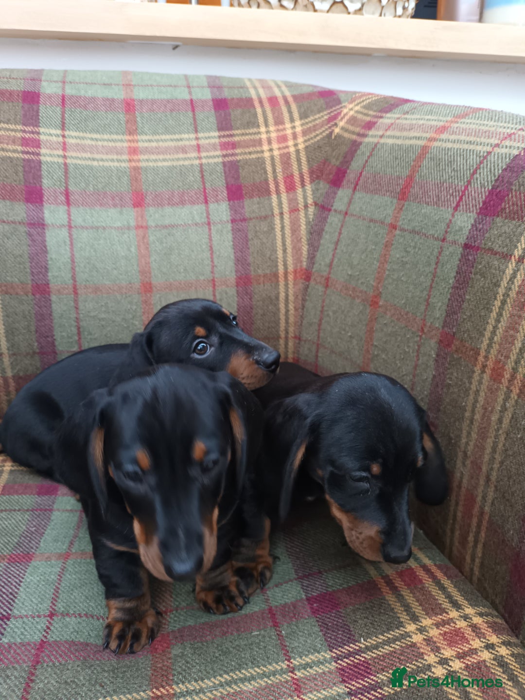 Miniature Dachshund dogs for sale: Black and Tan Miniature Dachshund Puppies 3 Boys - Advert 4