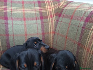 Miniature Dachshund dogs Black and Tan Miniature Dachshund Puppies 3 Boys - Advert 15