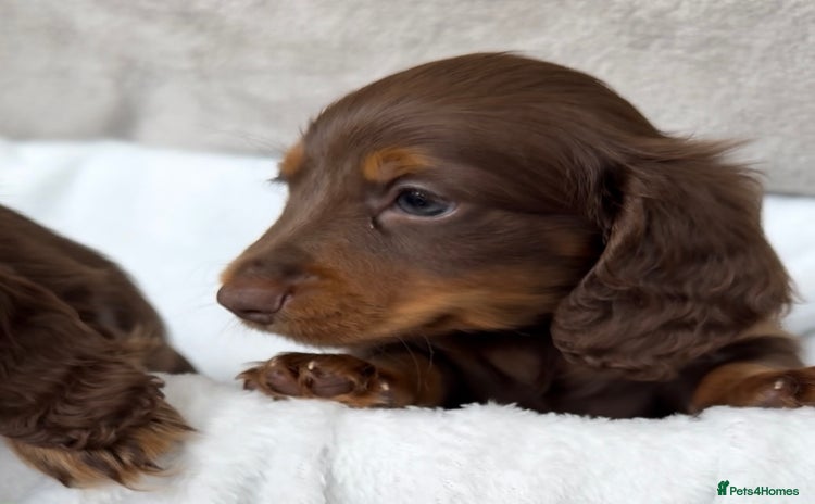 Miniature Dachshund dogs - Advert 11