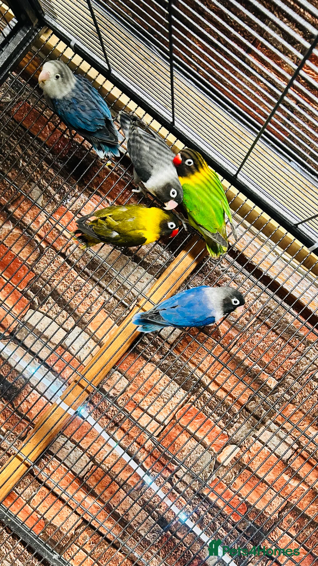 Lovebirds birds for sale: Various Fischer /masked lovebirds for sale  - Advert 12
