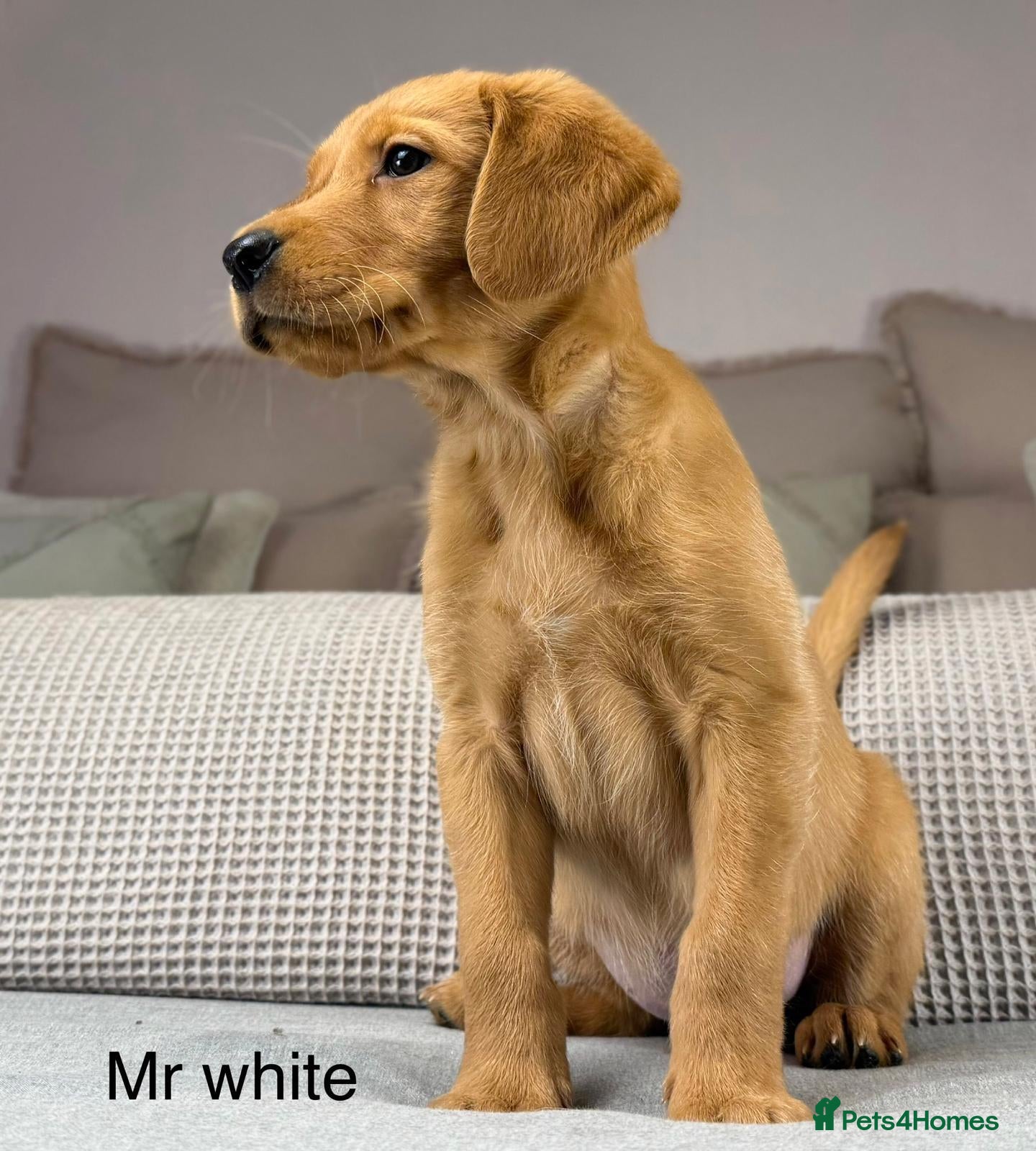 Goldador dogs HIP ELBOW DNA TESTED PERFECT KC REG. PARENTS - Advert 2