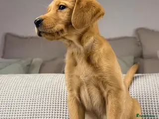 Goldador dogs HIP ELBOW DNA TESTED PERFECT KC REG. PARENTS - Advert 2