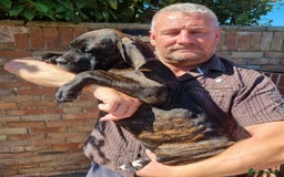 Cane Corso dogs for sale: Italian cane corso puppies  - Image 9